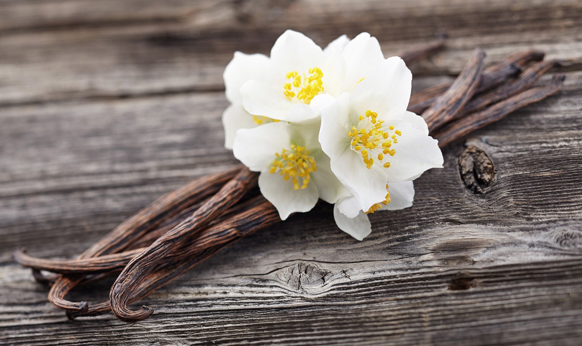 gousses et fleurs de vanille
