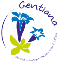 Gentiana