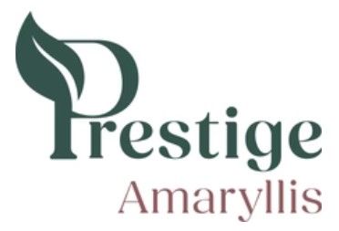 Prestige Amaryllis