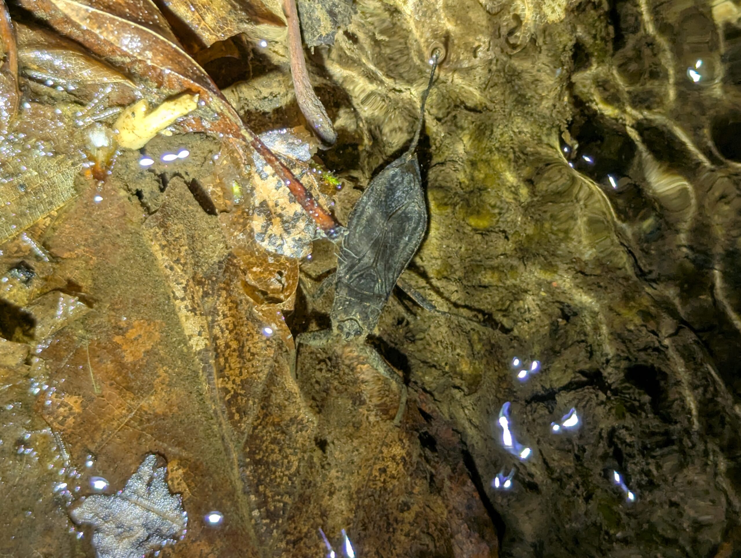 Entretien de la carrière de Fromant